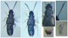 Atheta castanoptera